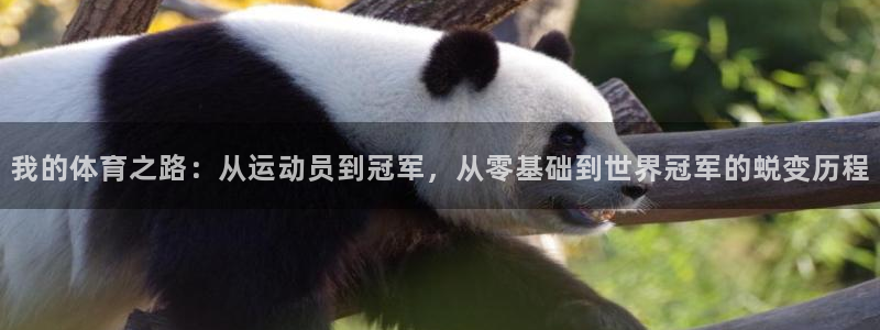 注册3377体育官方正版app:我的体育之路:从运动员到冠军